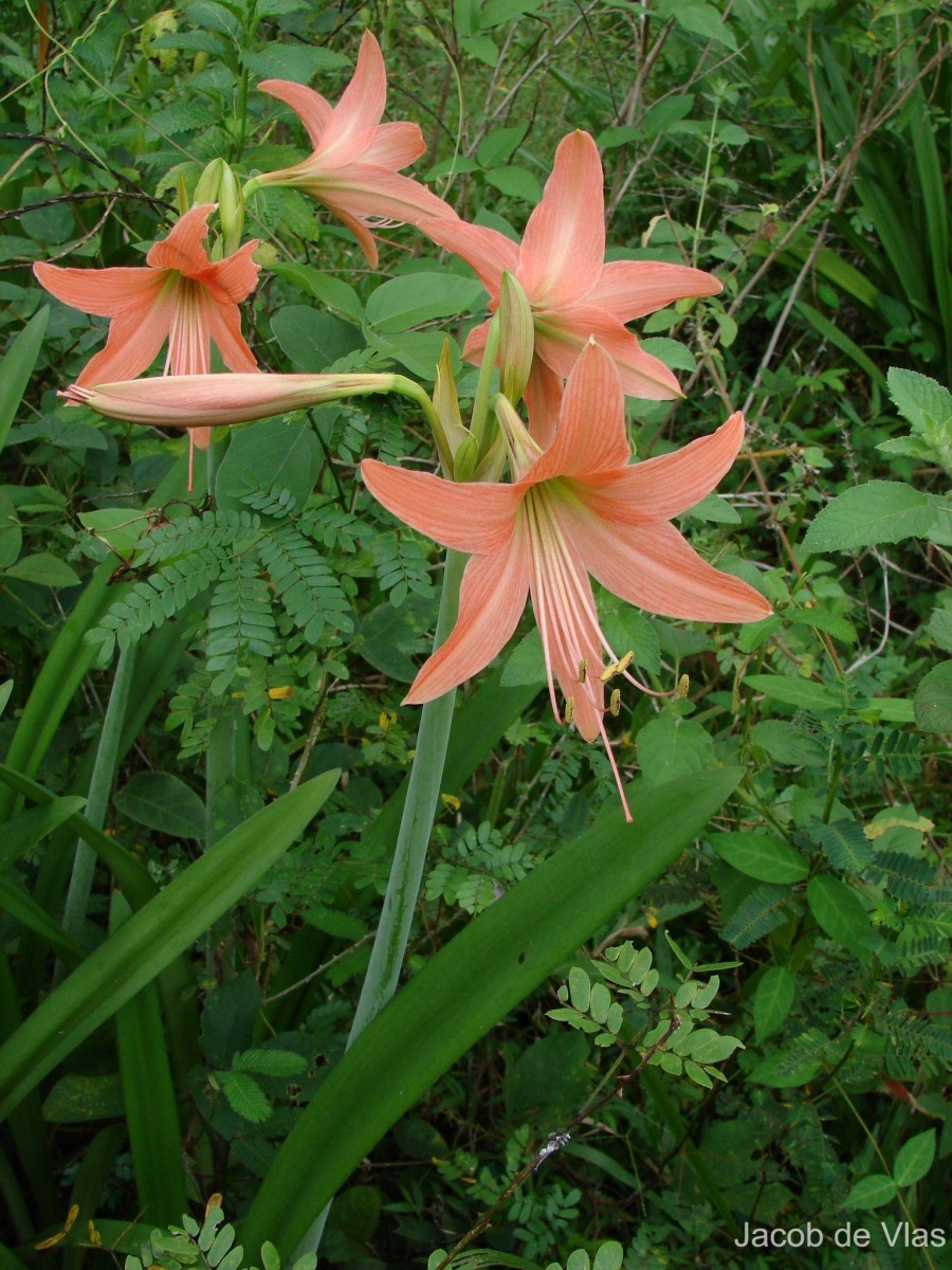 Hippeastrum puniceum (Lam.) Voss